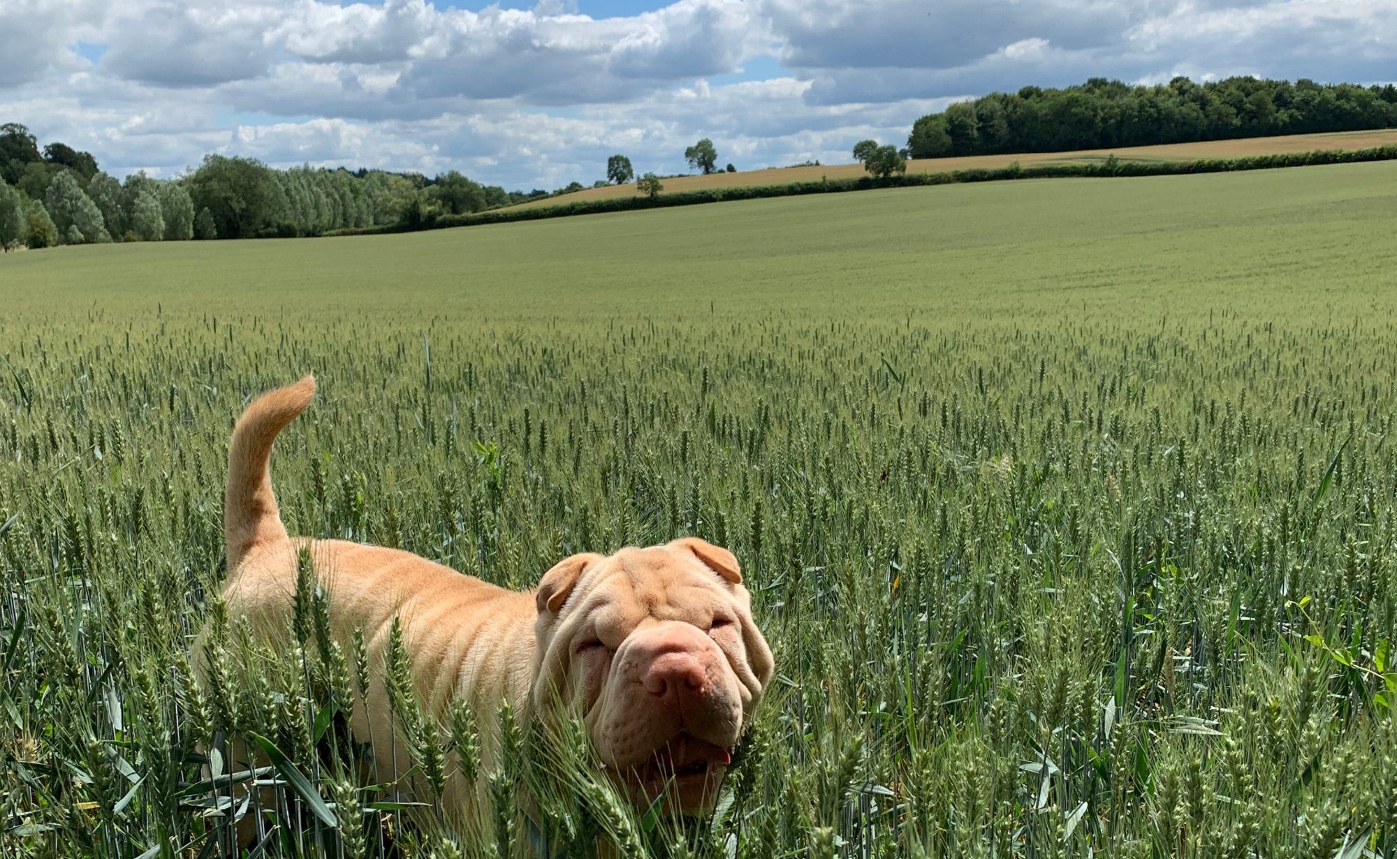 Carmen the Shar Pei exploring a wheat field