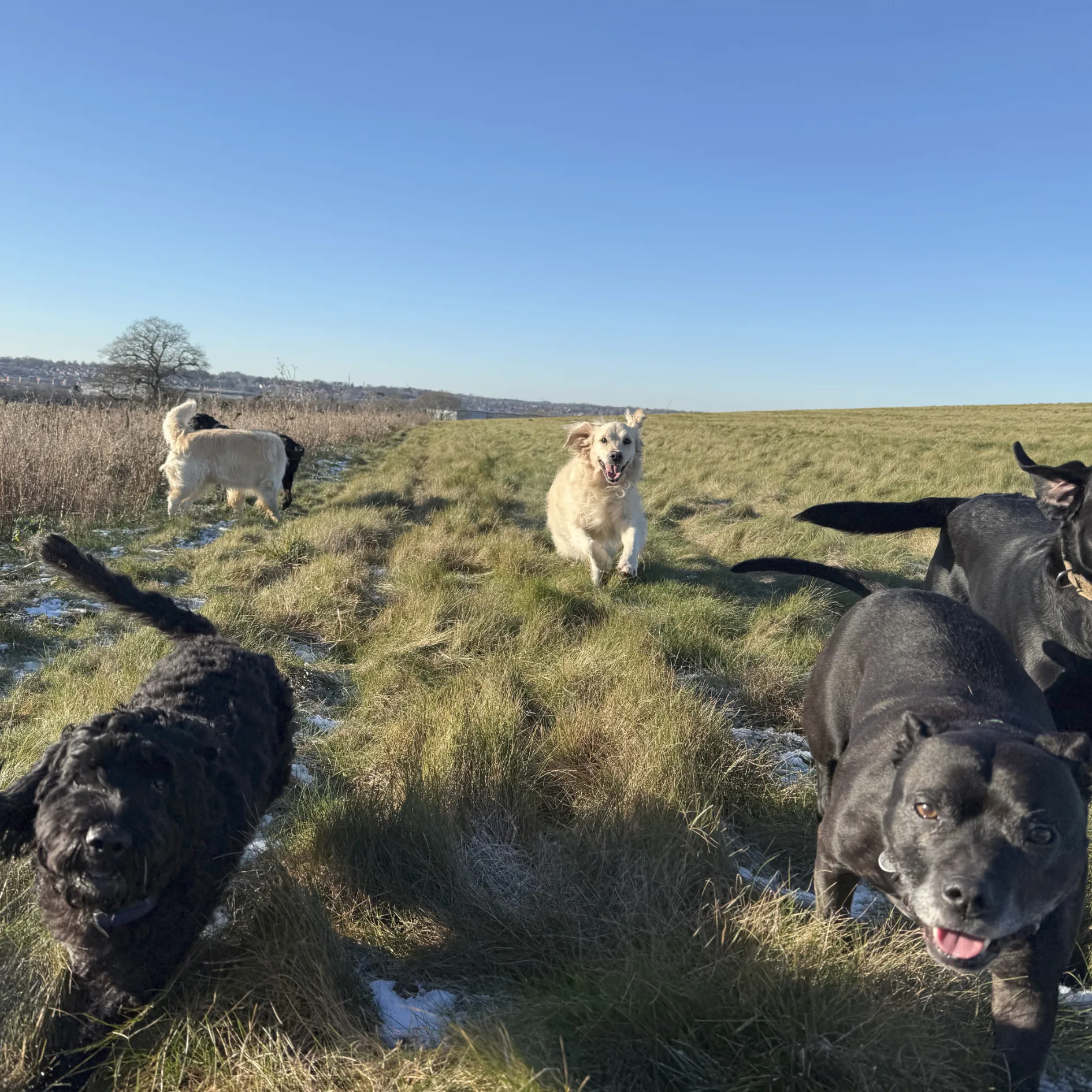 Dogs running on a bright winter day