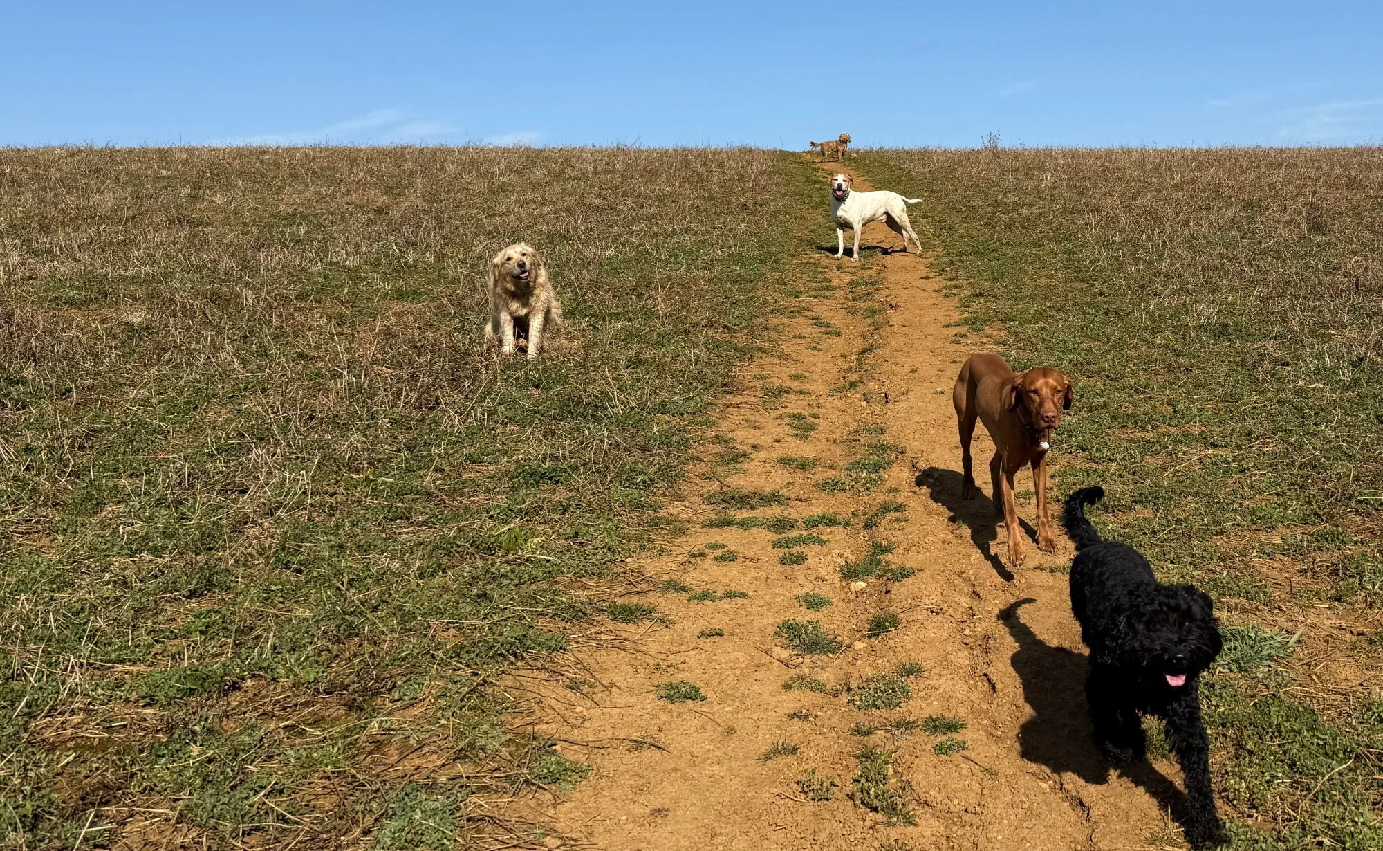Dogs running on a sunny winter day