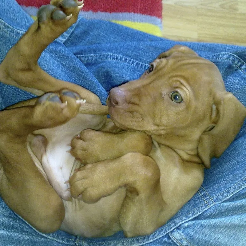 Baby Luca on his back