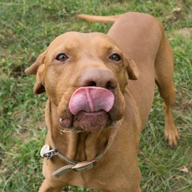 Luca with tongue out