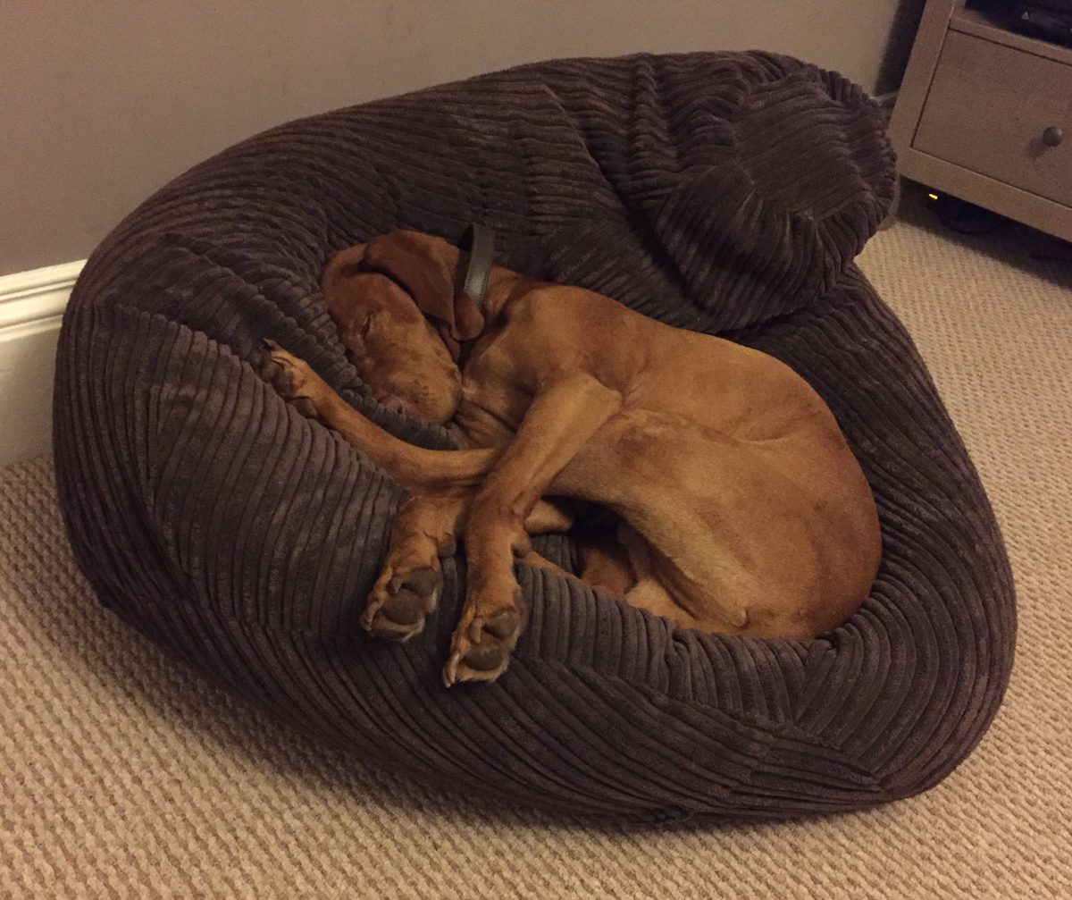 Luca completely worn out after his walk