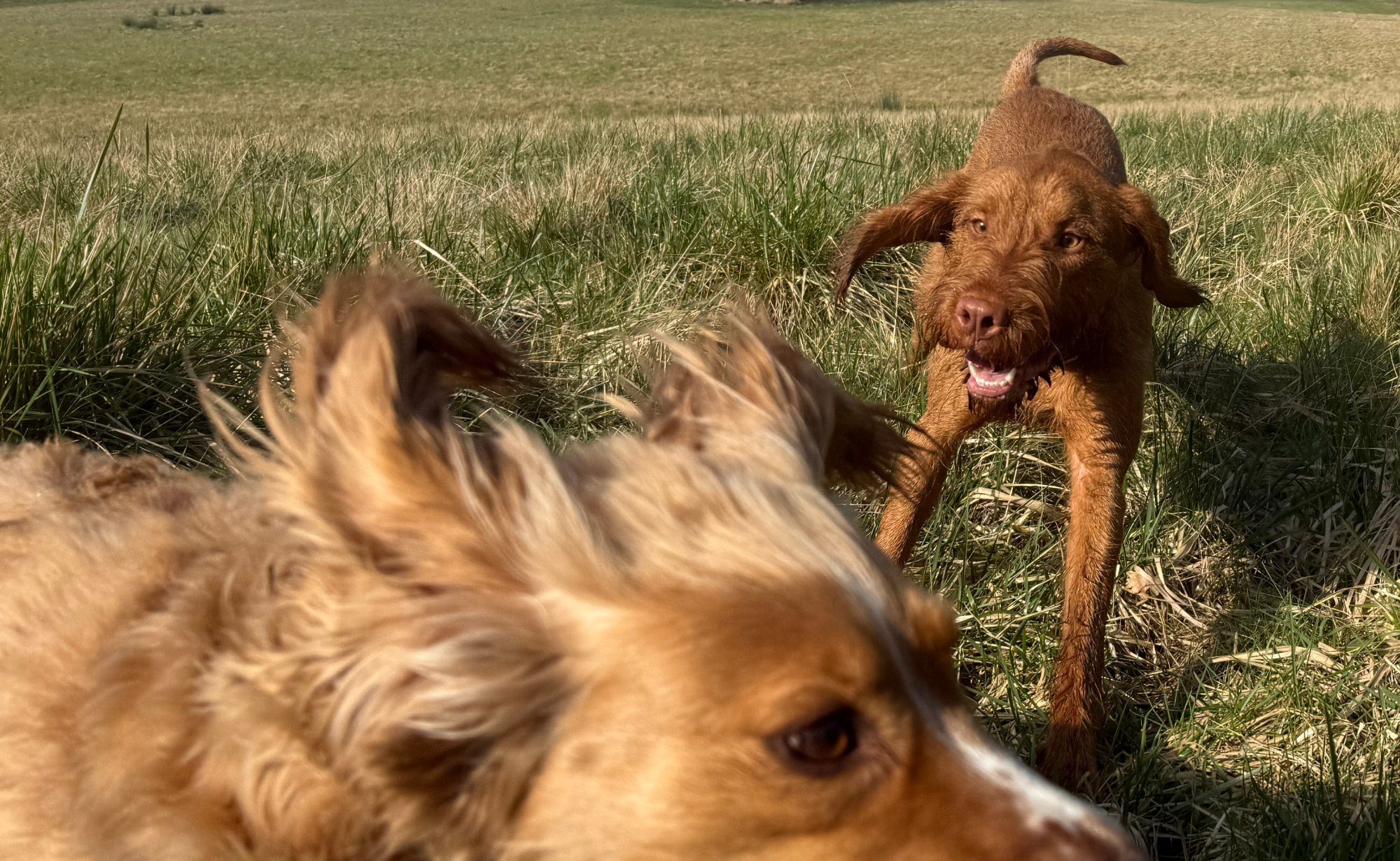 Ludo and Teddy playing in a field