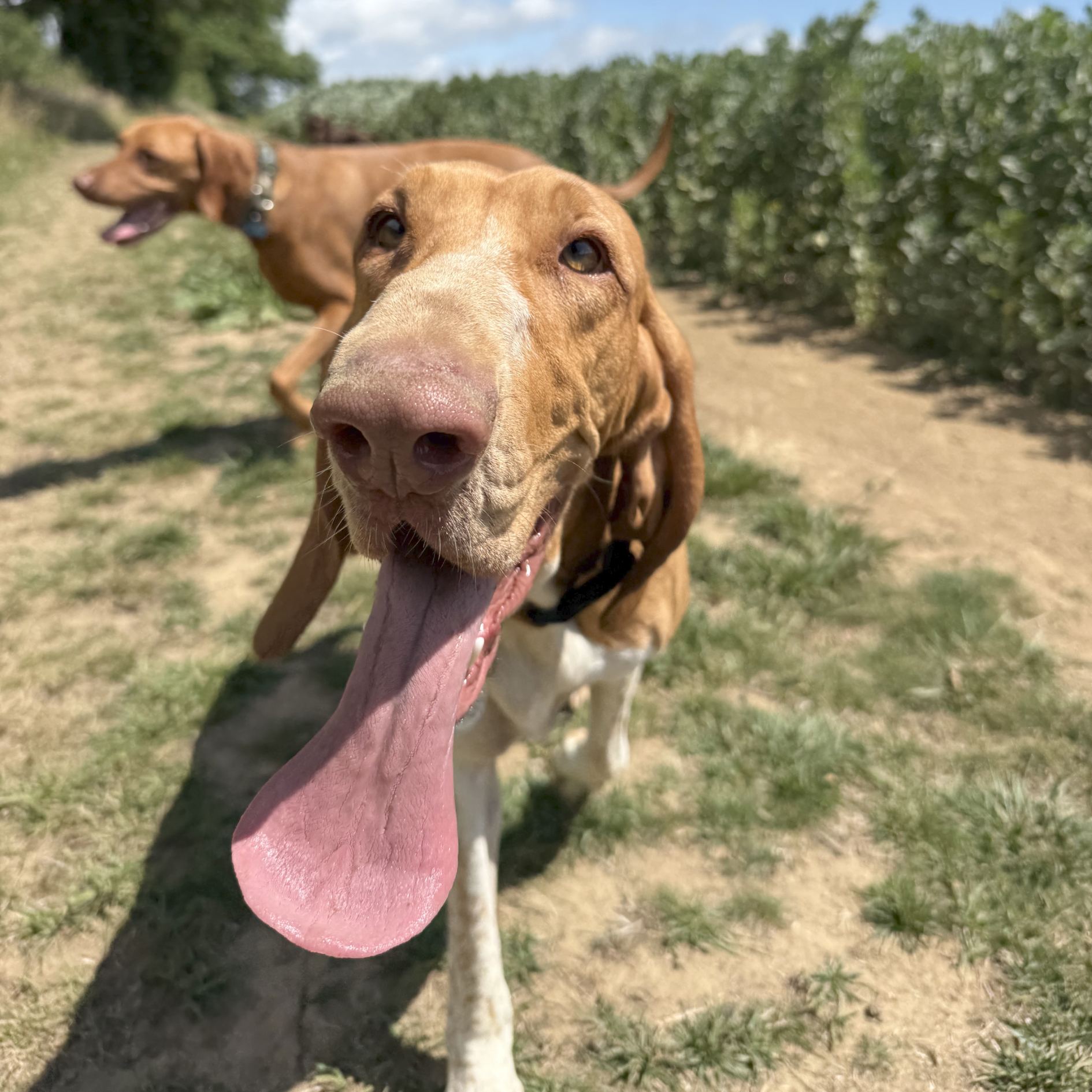 Suki with an enormous tongue out