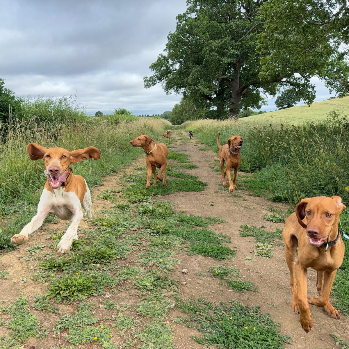 Happy hound on a sunny walk