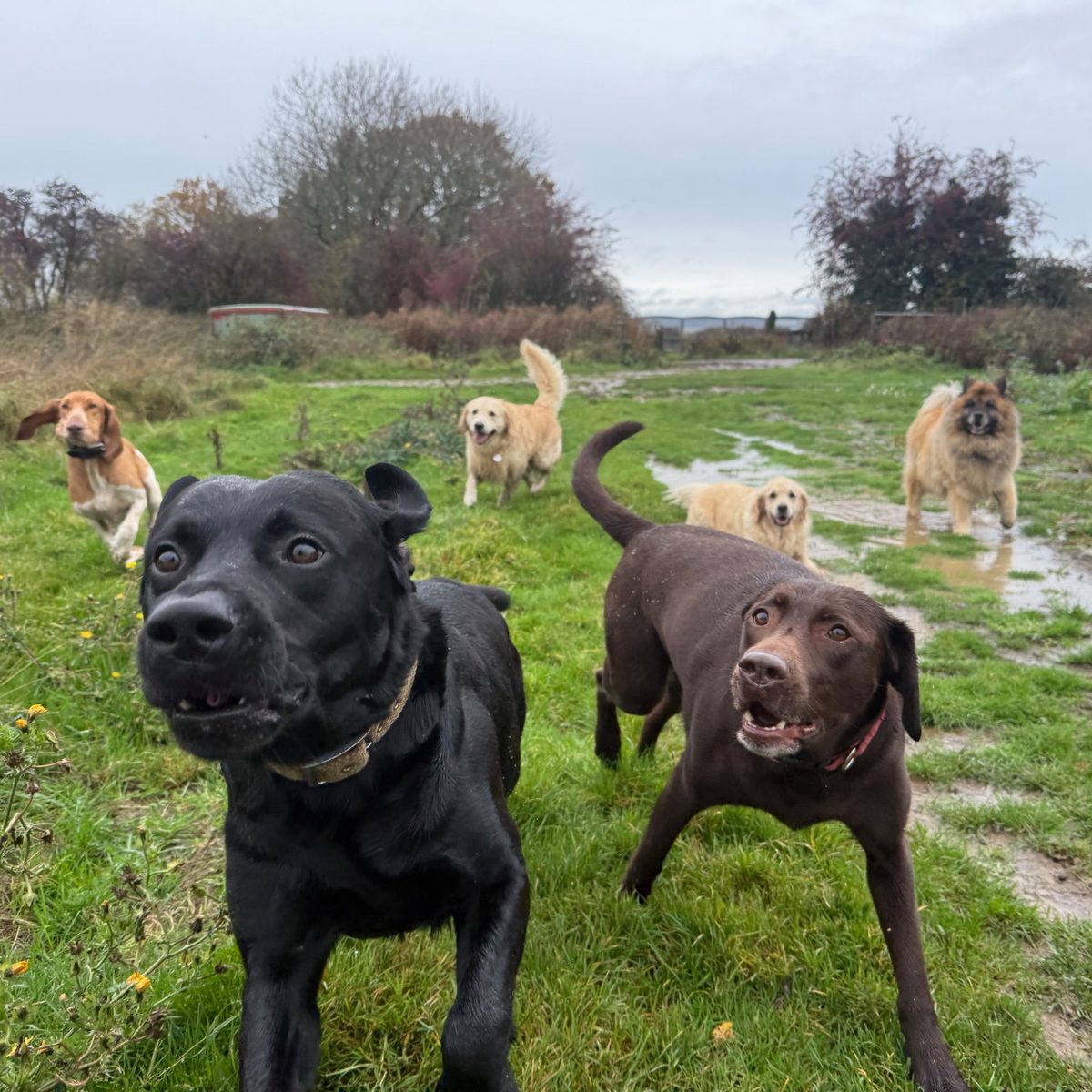 Dogs splashing on an afternoon walk