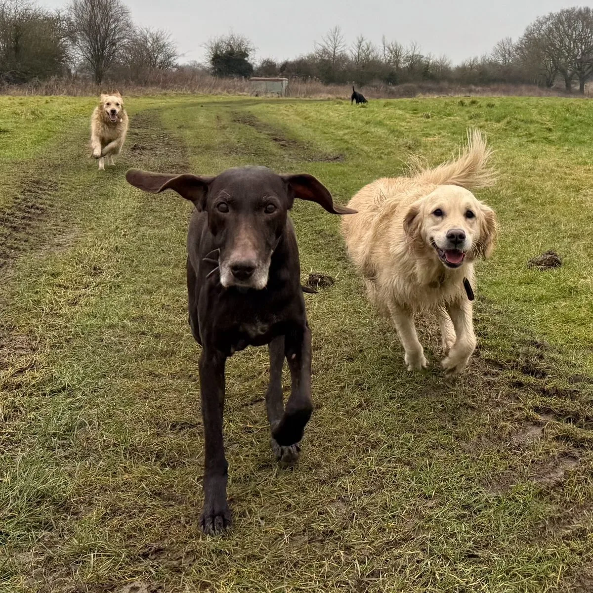 Dogs running on a morning walk